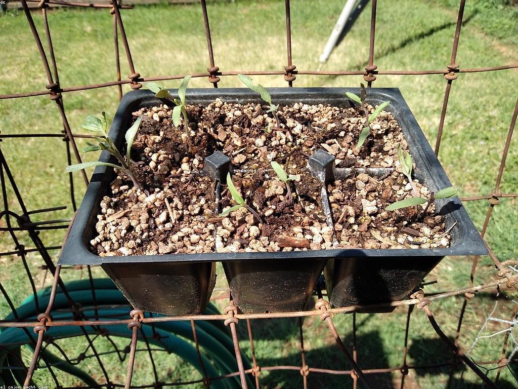 ការស៊ីសងល្បែង: បន្លែ និង ប្រយោជន៍