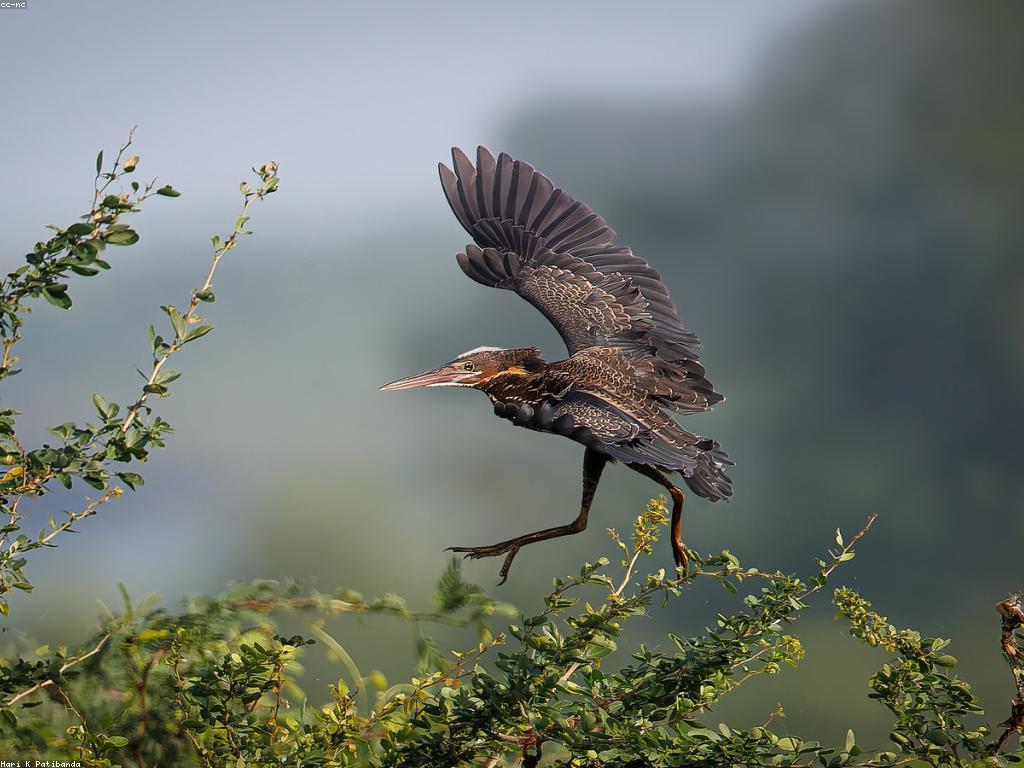 ឥទ្ធិពលនៃច្បាប់និងការត្រួតពិនិត្យលើបរិស្ថាន