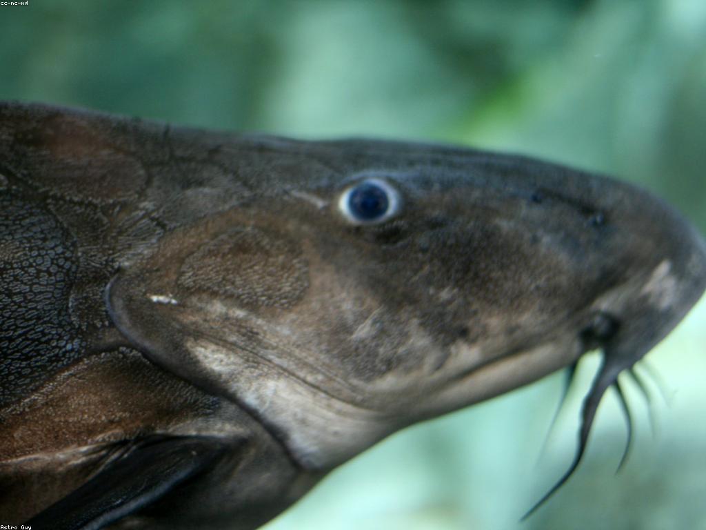 ការប៉ះពាល់នៃការស៊ីសងល្បែងគ្រប់គ្រង